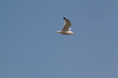 Larus delawarensis
