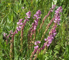 Polygala cretacea