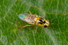 Thaumatomyia notata