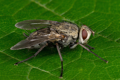 Microphthalma europaea