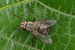 Microphthalma europaea