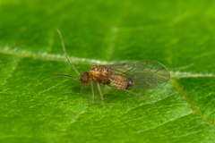 Elipsocus hyalinus