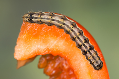 Helicoverpa armigera