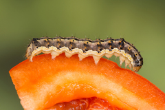 Helicoverpa armigera