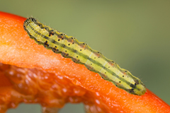 Helicoverpa armigera