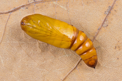 Helicoverpa armigera