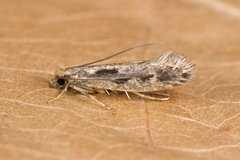 Tinea pallescentella