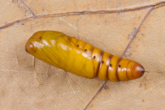 Helicoverpa armigera