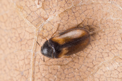 Reesa vespulae