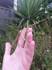 Anophelepis telesphorus