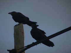 Corvus ruficollis