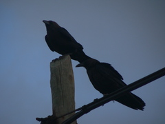 Corvus ruficollis