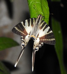 Protographium leosthenes