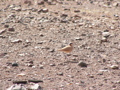 Cursorius cursor exsul