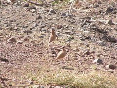 Cursorius cursor exsul