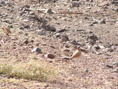 Cursorius cursor exsul