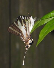 Protographium leosthenes