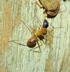 Camponotus consobrinus