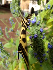 Papilio pilumnus