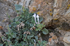 Scutellaria schugnanica