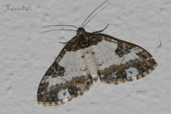 Melanthia procellata