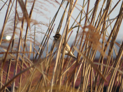 Emberiza schoeniclus