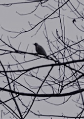 Columba palumbus