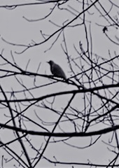 Columba palumbus