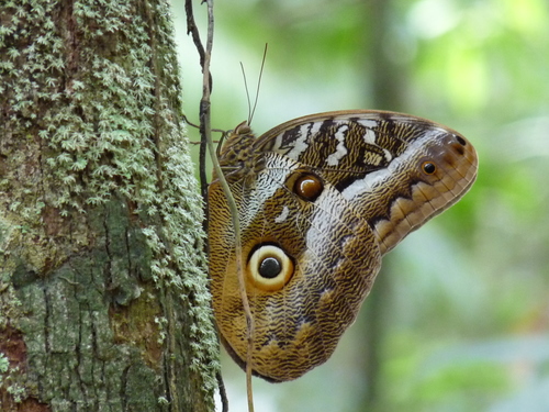 Caligo telamonius - Wikipedia