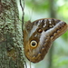 Mariposa Lechuza - Photo (c) belgianbirding, algunos derechos reservados (CC BY-NC), uploaded by belgianbirding