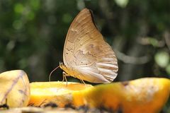 Archaeoprepona demophon