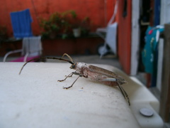 Gnaphalodes trachyderoides