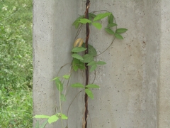 Centrosema brasilianum
