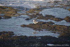 Leucophaeus pipixcan