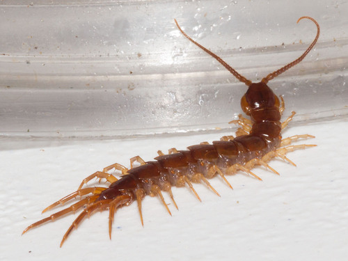 Lithobiomorpha