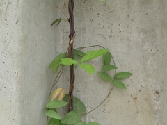 Centrosema brasilianum
