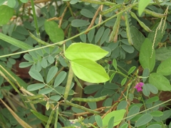 Centrosema brasilianum