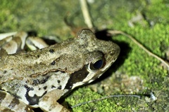 Rana ornativentris