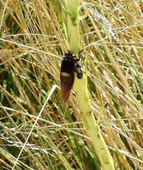 Mallophora ruficauda
