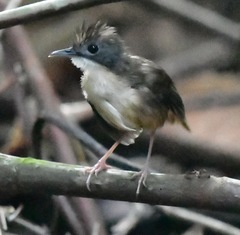 Pellorneum malaccense