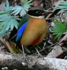 Pitta moluccensis