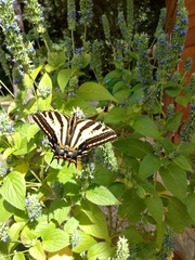 Papilio pilumnus