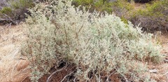 Chenopodium parabolicum