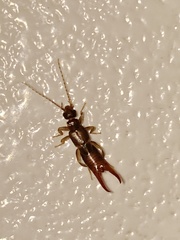 Spongiphoridae