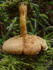 Pleuroflammula tuberculosa