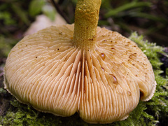 Pleuroflammula tuberculosa