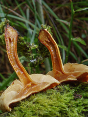 Pleuroflammula tuberculosa