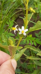Solanum catombelense