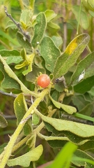 Solanum catombelense