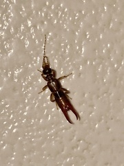 Spongiphoridae